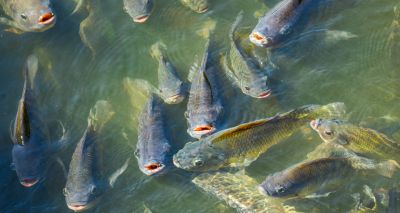 Fish DNA reference offers hope for food security